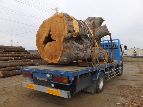 巨木伐採材積載