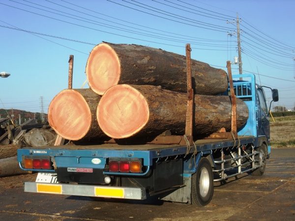 大木伐採材積載