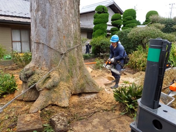 根張り切り離し