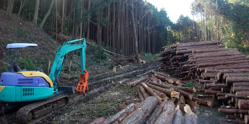 原木を製材してと材木屋が<br />
伐採します。