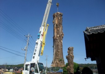 埼玉県入間市 神社境内のイチョウ大木等3本の伐採サムネイル