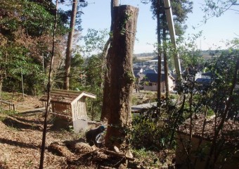 埼玉県入間市 神社境内の枯れアカガシ等3本の伐採サムネイル