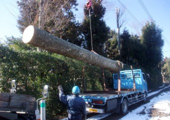 埼玉県日高市 屋敷内のケヤキ1本の買取伐採サムネイル