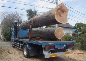 東京都小平市 建物解体跡地のケヤキの買取伐採サムネイル