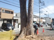 埼玉県富士見市 月極駐車場内のケヤキ大木等2本の伐採