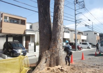 埼玉県富士見市 月極駐車場内のケヤキ大木等2本の伐採サムネイル